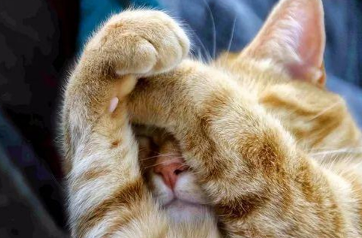 猫咪大都喜欢捂着眼睛睡觉,这究竟是为什么呢?网友:应该是害羞了