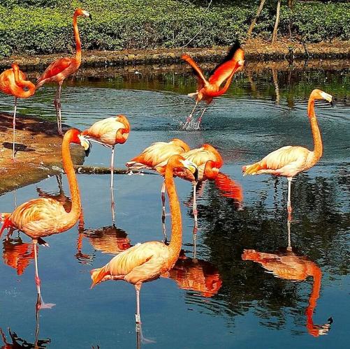 澄迈红树林风景区的火烈鸟