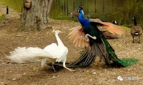 白孔雀与蓝孔雀激烈打斗,是在展示谁才是更好看的孔雀