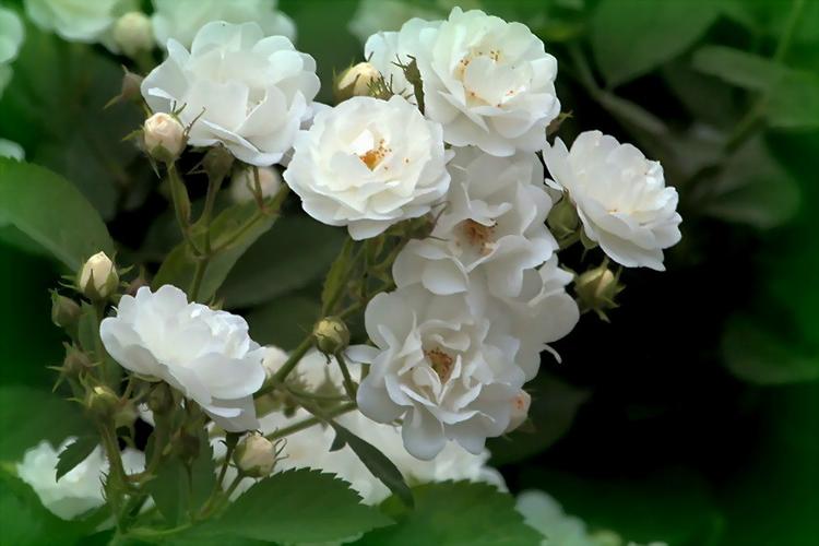 淡雅白蔷薇 素心自可人【图】