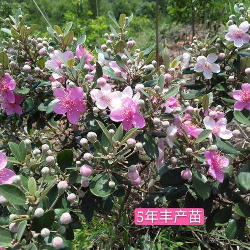 正宗桃金娘树苗山捻子苗乌稔多尼小种苗盆景地栽室内阳台庭院植物