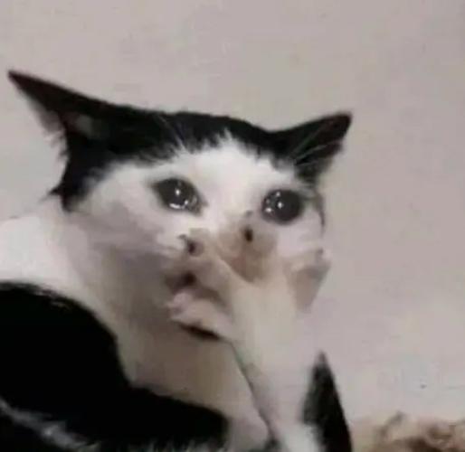 猫咪捂嘴流泪表情包_捂嘴_猫咪_流泪表情