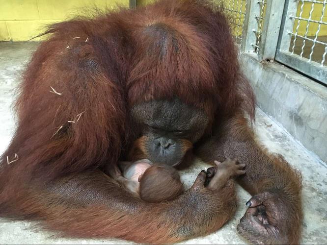 上海动物园首次繁殖猩猩成功 野外不足7万只