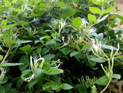 金银花叶子发黄怎么办金银花叶子发黄原因浇水不当造成