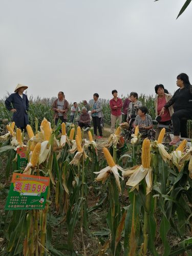 玉米品种粟丰598馆陶现场观摩会