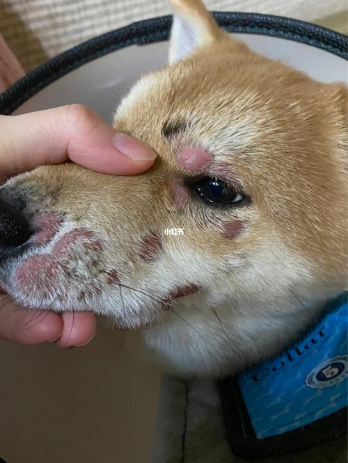 狗狗真菌感染 后四张图慎点_狗狗_软膏_药膏_葡萄糖_真菌感染_宠物_狗