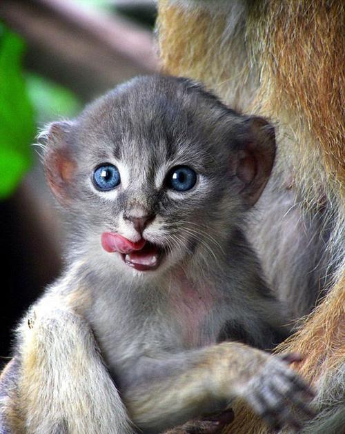 美国艺术家ps创造"猫猴" 可爱诡异