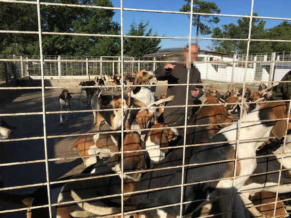 为欧洲和中东地区所常见的群猎犬种,各地略有不同,国内最为常见具有