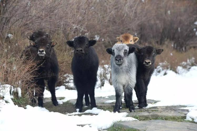 春天,牦牛宝宝身上的绒毛自然脱落, 在山花烂漫的高原上, 诺乐将柔软