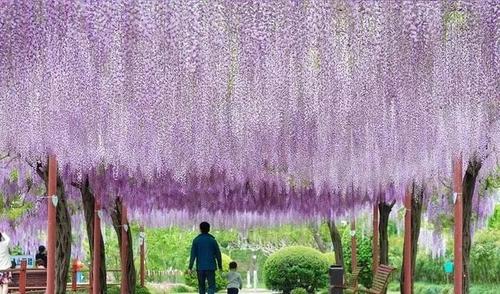 上海嘉定紫藤园,每到四月中旬,也是让游人流连忘返的地方.