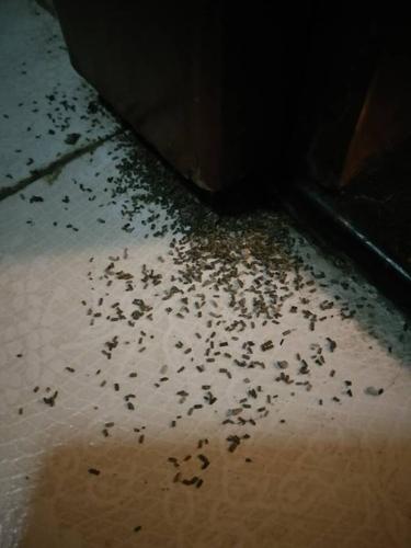 门框下像小虫子屎的粉末,是遭了白蚁了吗?