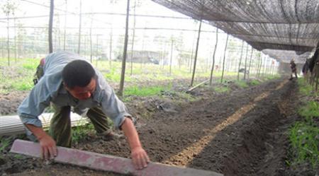 如何扦插育桂花苗?