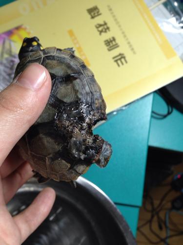 救救我的乌龟吧 烂甲了 已经发臭很长时间了 到底怎么