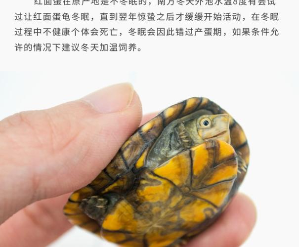 红面蛋龟活体小宠物乌龟 浅水龟深水龟陆龟草龟观赏龟