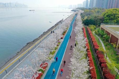 杭州:"最美跑道"樱花烂漫 市民健身赏景两相宜