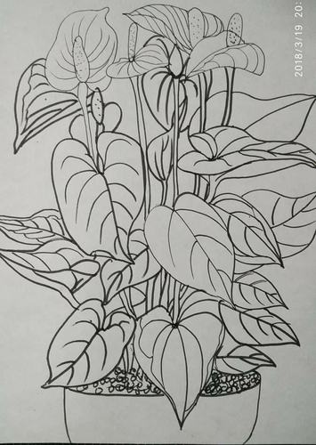 植物写生作品欣赏与作业要求