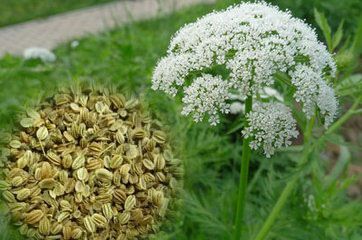 蛇床子素 蛇床子