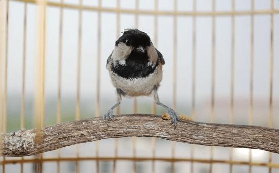 贝子鸟的饲养方法