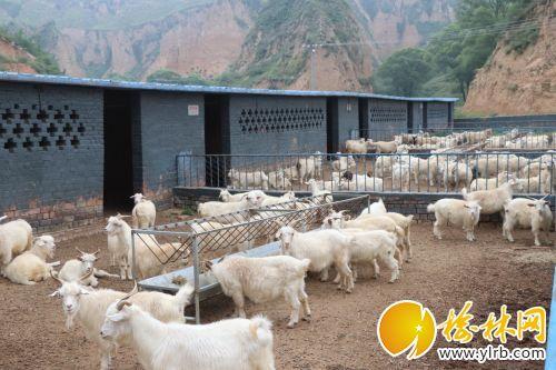 舍饲养羊基地 白潇摄