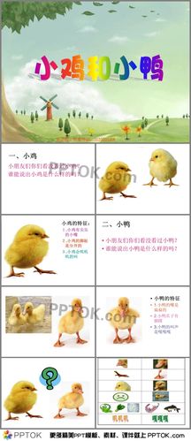 小班科学小鸡和小鸭ppt