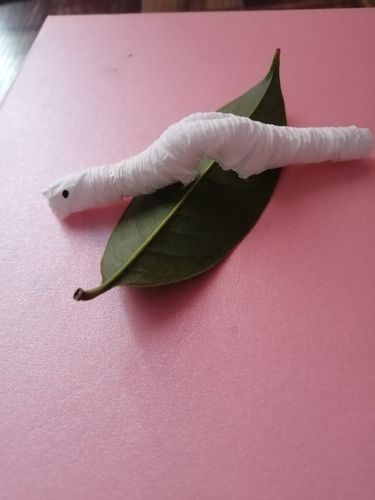 《课不停学》汝南县第二幼儿园大班科学《复活的毛毛虫》