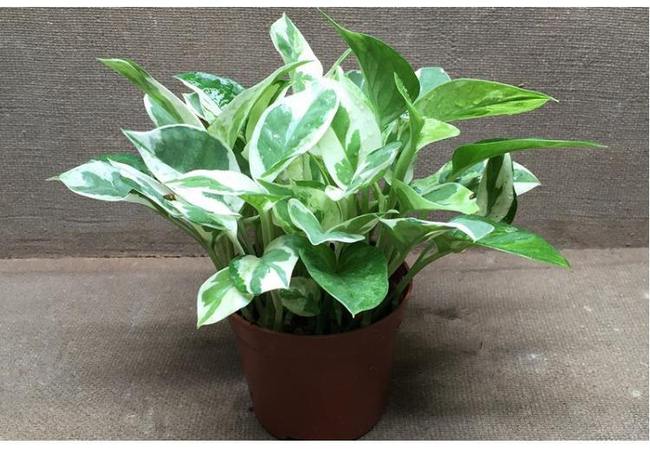 绿萝有7个品种多数人只见过后2种此才是高颜值绿萝