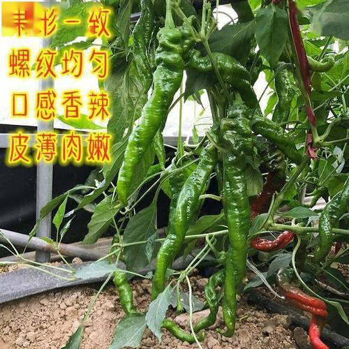 这个螺丝椒品种优秀了!挂果又多又好,果还特长!可达到