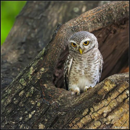 广东版 guangdong 69 横班腹小鴞记录本    横斑腹小鸮栖息于低山