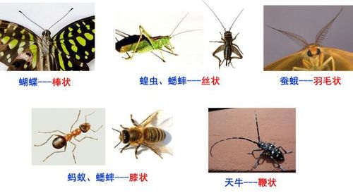 蝴蝶的触角是棒状,蟋蟀和蝗虫的触角丝状,蚕蛾的触角羽毛状,天牛的