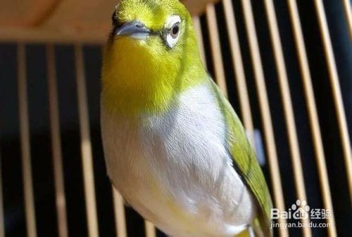 绣眼鸟怎么分公母