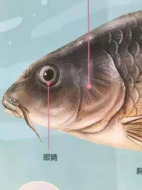 一起探索图片欣赏  我们一起来看看鱼的身体构造和作用吧!