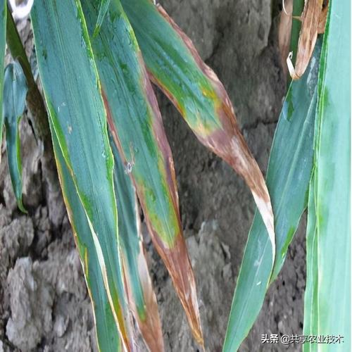 黄叶   3,发生条件:大姜炭疽病高温高湿的条件下发病严重;偏