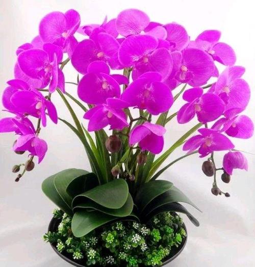 2022年春节到了推荐5款吉祥花祝新年吉祥如意鸿运当头