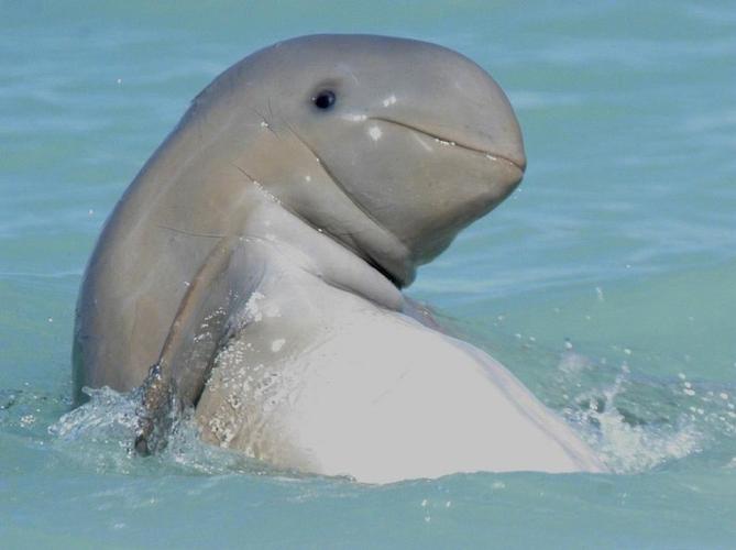 英文名irrawaddy dolphin,又叫伊河海豚,伊河豚,伊豚.