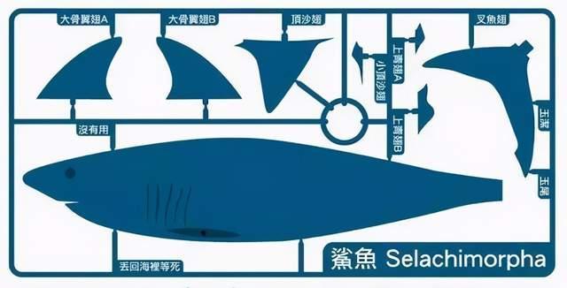 为什么人类只吃鱼翅,把割了鱼翅的鲨鱼"放生",不吃鲨鱼肉?