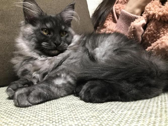 【安徽蚌埠】【烟灰色缅因猫】【已售】