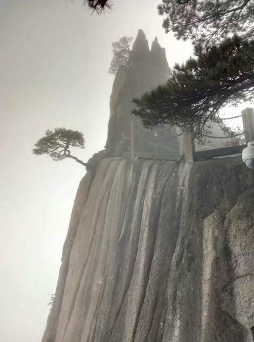这是后山黄山小迎客松,跟大迎客松极像似,长在悬崖绝臂之中,松势