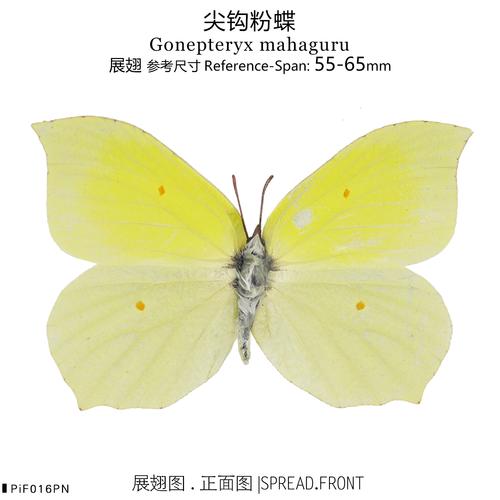 尖钩粉蝶gonepteryx mahaguru 干制真蝴蝶标本新品热销