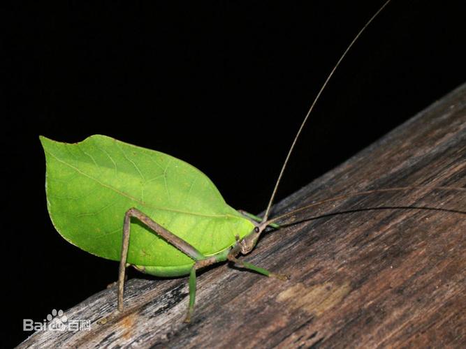 蚂蚱?但是它翅膀是一片树叶