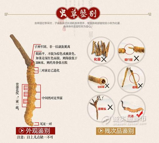中药之冬虫夏草