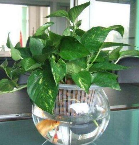 怎样水养绿萝_手机搜狐网