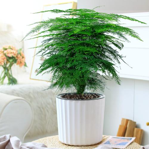 盆栽植物室内花卉办公室桌面绿植好养四季常青景观竹子小盆景优惠券