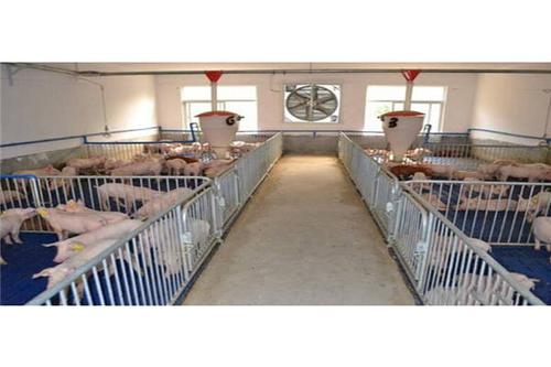 扬州养猪的技术