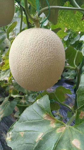 鲁厚甜1号网纹瓜