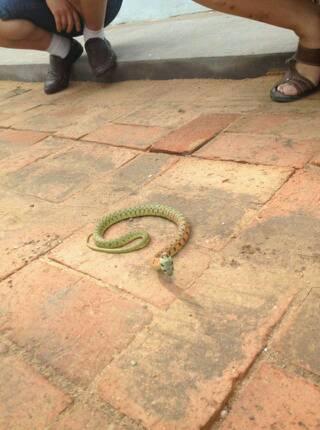 头是三角形这是什么蛇?有图!