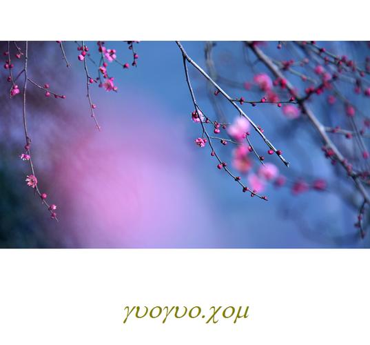 梅花3:报春图 怀想梅开的季节 傲寒 红梅迎春 雪中红梅