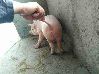 喀什苏太黑母猪价格哪里可以引种