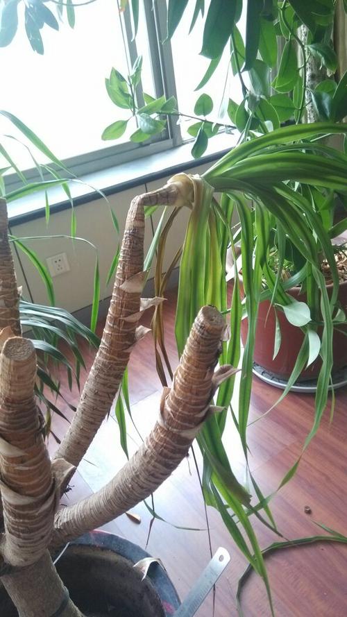龙血树的叶子都那样耷拉着,感觉茎叶烂掉了,我就把烂掉的部分剪掉了