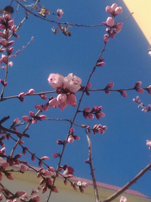 这是小区旁的一颗桃树,花苞鲜艳,引人注目,含苞欲放,仿佛是娇羞少女