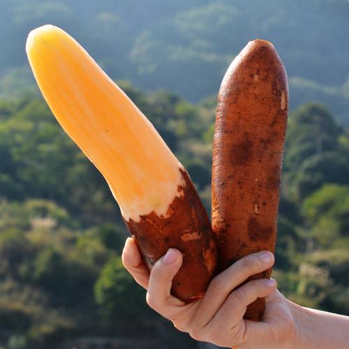 购客鲜甜大果 免邮 云南天山雪莲果红泥沙红心当季新鲜水果10斤 费现